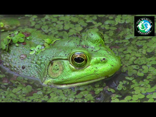 The Voracious American Bullfrog!