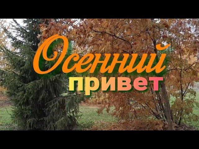 Осенний привет.Прощание с осенью.Красивая песня для друзей.Мне грустно...скоро зима..