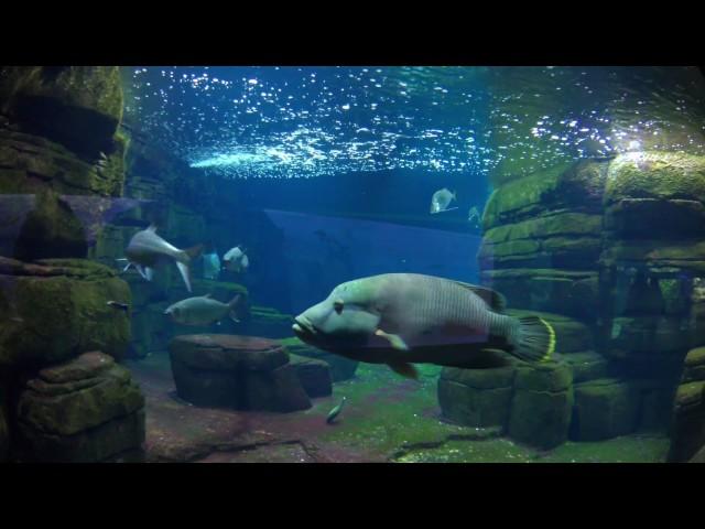 Zoo Aquarium Berlin 4K