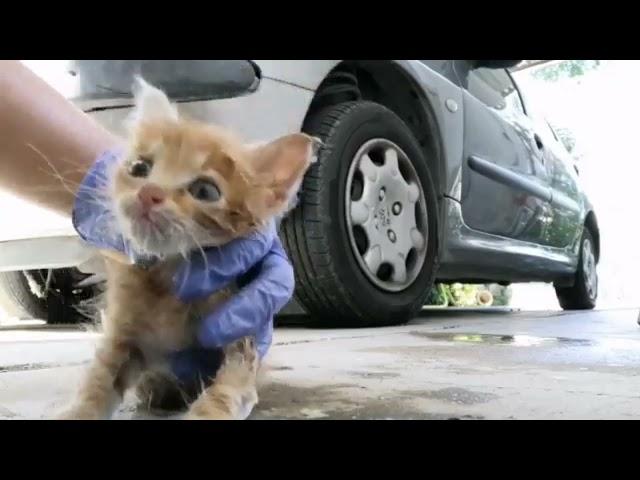 Insan Prihatin 10 | Saving A Life Of Dead Abonded  Baby Cat