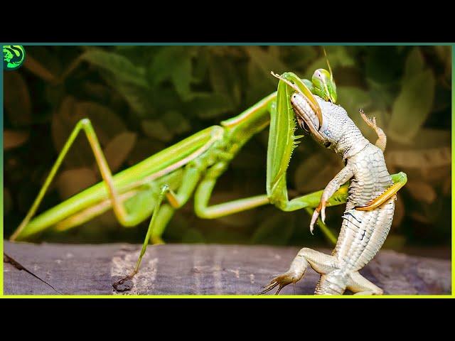 13 Shocking Moments of Mantis Destroying their Opponents