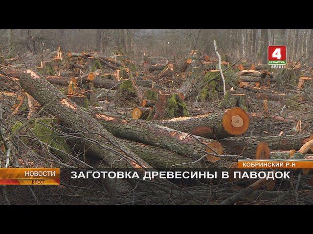 ЗАГОТОВКА ДРЕВЕСИНЫ В ПАВОДОК