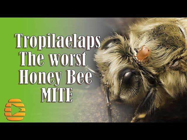 Tropilaelaps the WORST mite of HONEY BEES.