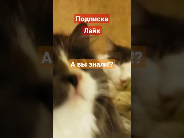 А вы знали!?    #youtubeshorts #комнатныерастения #кот #funny