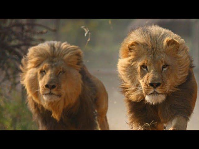 LOS LEONES SCAR Y TYSON |DOCUMENTAL