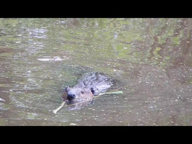 Beaver's Tail-Slap Warning