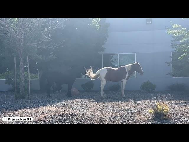 Wild Horses Carson City 