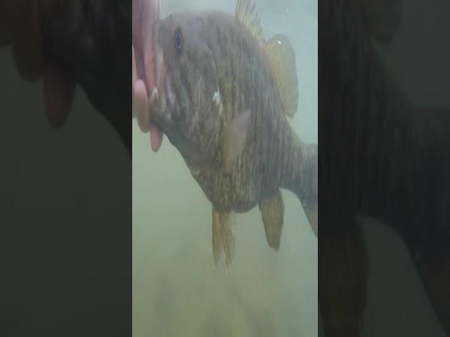 Monster Smallmouth #shorts #kayakfishing #catchandrelease #hugefish