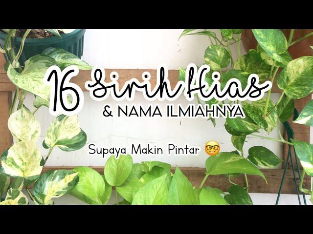 16 Jenis Sirih Gading | Sirih Hias & Namanya