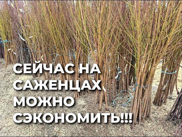 Самая низкая стоимость доставки за саженцы