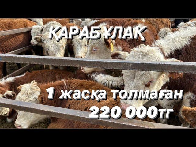 6-7 айлық 165000тг еркек бұзаулар бар