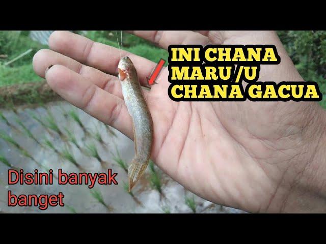 MANCING IKAN CHANNA, DI KAMPUNG HALAMAN, TEPATNYA DI PURWOREJO