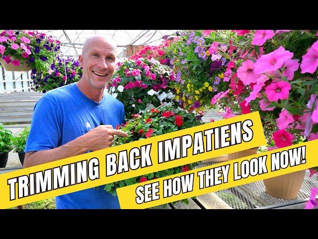 Trimming Back Impatiens - UPDATE, Check Out How They Look Now!