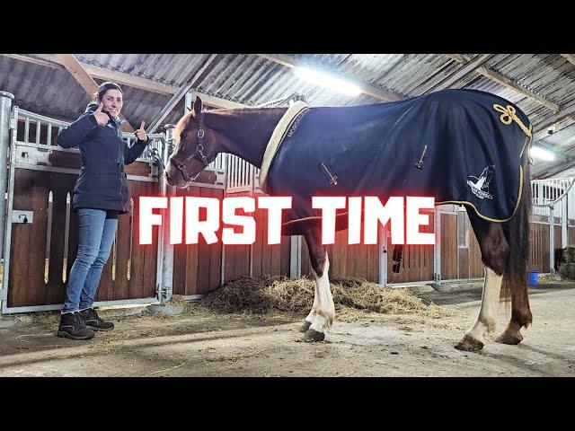 Risey is wearing a blanket for the first time. Grooming and hoof picking. | Friesian Horses