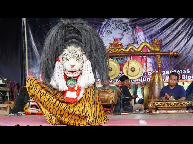 Terbaru !! Aksi Barongan Blora Bujang Ganong & Reog Singo Kubro Live Sonorejo