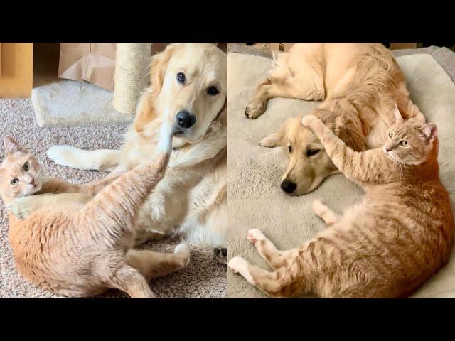 Grieving Cat Adopts A Sweet Golden Retriever  | The Cat Chronicles