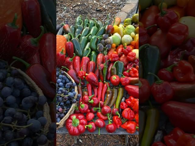 A beautiful and colorful garden harvest! #gardenharvest #harvest #growyourownfood #growfood #garden