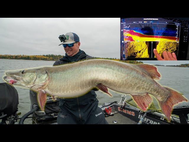 FAT FALL MUSKY CAUGHT USING SIDEIMAGING (6 FISH DAY!!!)