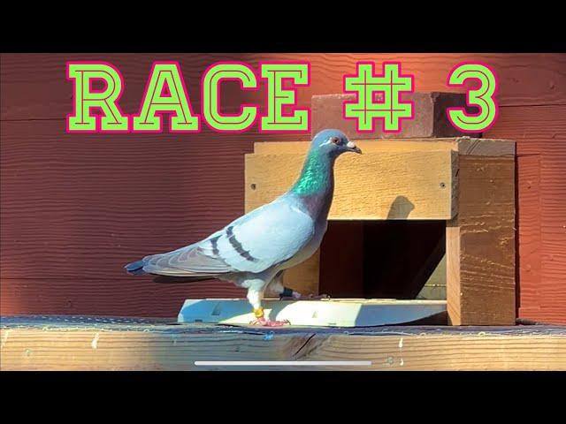 Pigeon Race # 3 (90 Miles) "Racing Pigeons"