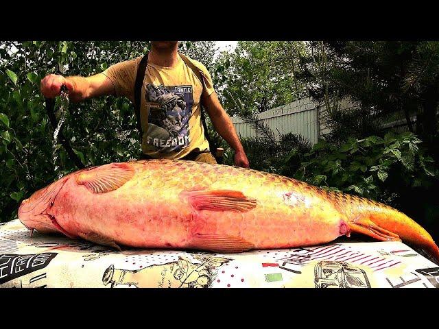 BALYK! WHOA! CAVIAR! FEED THE WHOLE FAMILY TASTY - WITH ONE FISH! 4 DISHES FROM HUGE CARP (CARP)