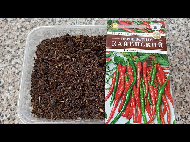 How to Plant Hot Pepper Seedlings. When to Sow Cayenne Pepper Seeds