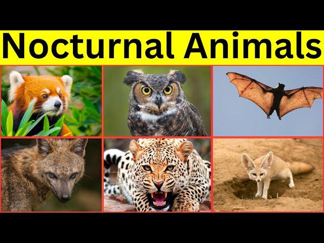 Animals Active at Night || Nocturnal Animals for kids