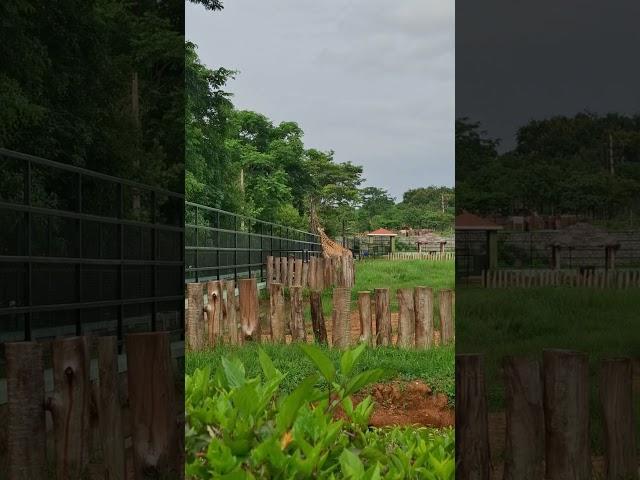 Giraffe  safari drive at Bannerghatta National Park