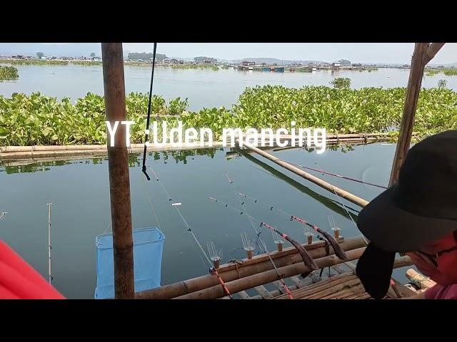 Mancing Cirara Terbaru