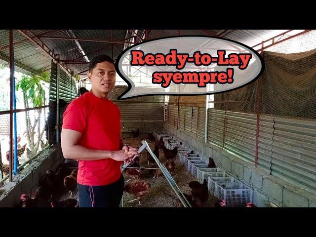 Bakit Ready-to-Lay ang Binili Nya Kesa  Day Old Chick? | Free Range Chicken