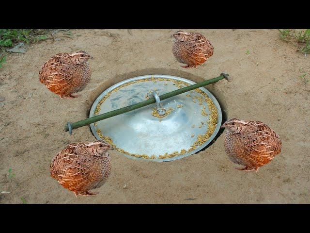 Creative DIY Quail Bird Trap Using Pot Cover