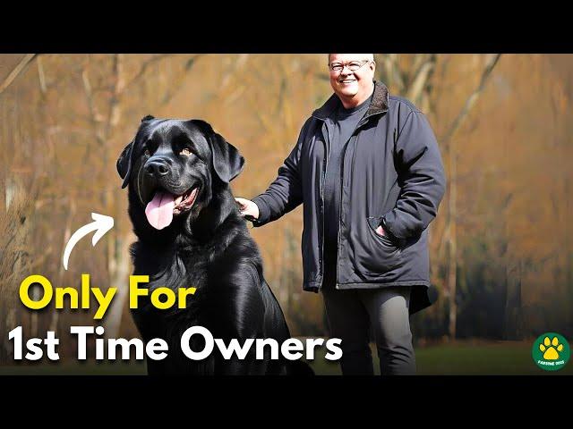 TOP 10 Large Size Dog Breeds ONLY For 1st Time Owners!