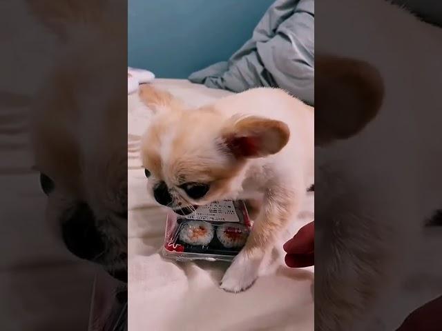 Don't touch my Sushi #dog #funnyvideos #sushi #animals #top