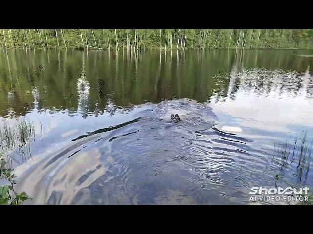 Отдых в Карелии , Аккахарью ,Костамоярви. Купание , остатки старой Финской мануфактуры.