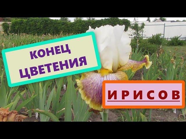 Bearded high irises, what care is needed after the blooming of irises