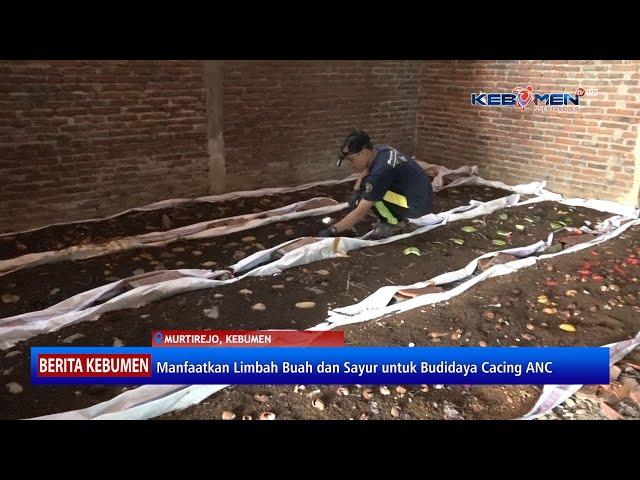 Manfaatkan Limbah Buah dan Sayur untuk Budidaya Cacing ANC