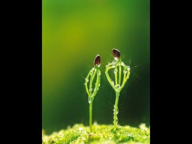 Cedar - how to grow seedlings Pínus sibírica