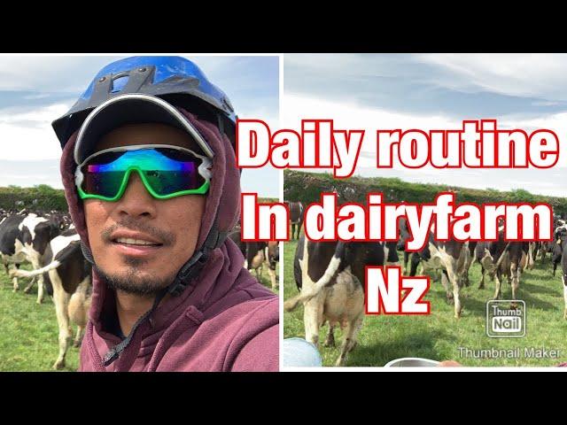 My daily routine in dairy farm nz #dairyfarmernz #ofwnz #cows #dairycows #dairyfarming