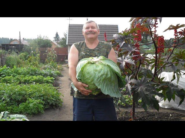 Как вырастить хорошую белокочанную капусту