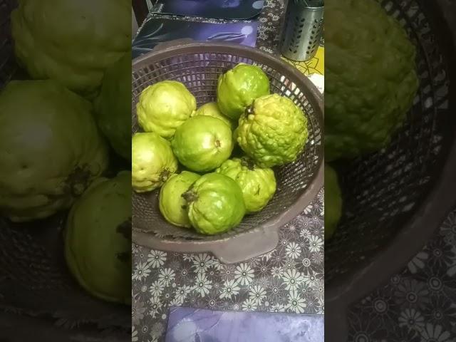 kis kis ke pasand hai guava