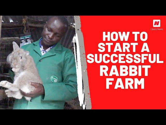 How to start a successful rabbit farming business in Kenya
