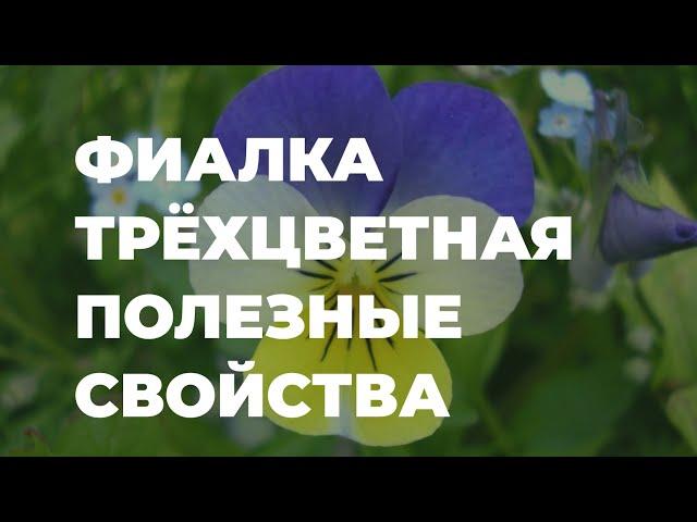 Фиалка трехцветная - полезные свойства в народной медицине / Захар Травник