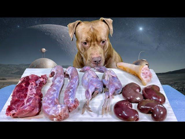 ASMR Pitbull Eating Raw Foods VenisonSheep kidneyPig tailQuailDuck neck