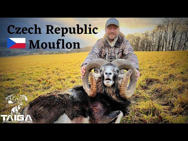 Hunting HUGE free-range Mouflon sheep in Czech Republic