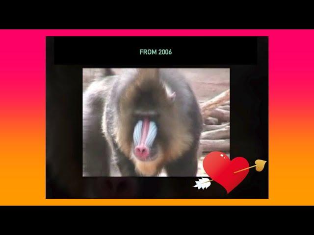 Recycling the Reel #37:  Spock the Ferocious Mandrill and his Hot Babes