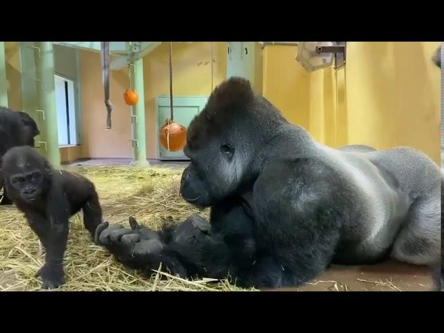 CUTEST SPOILED BABY GORILLA./PLAYING WITH HIS HUGE DAD GORILLA AND HIS FAMILY.