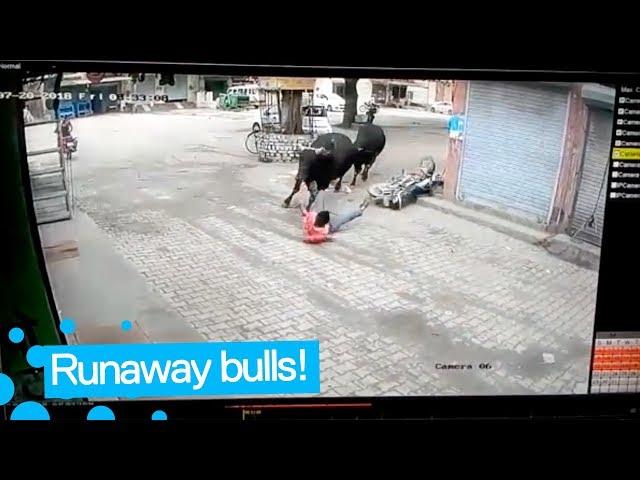 Man Survives after being Hit by Runaway Bull