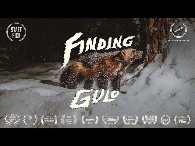 FINDING GULO - Wolverines & Ski Documentary