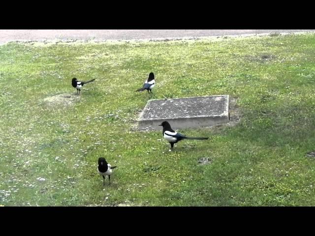 Four Magpies together (rare sight)