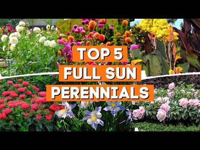 5 Full-Sun Perennials That Thrive in a Garden With Lots of Light  ️