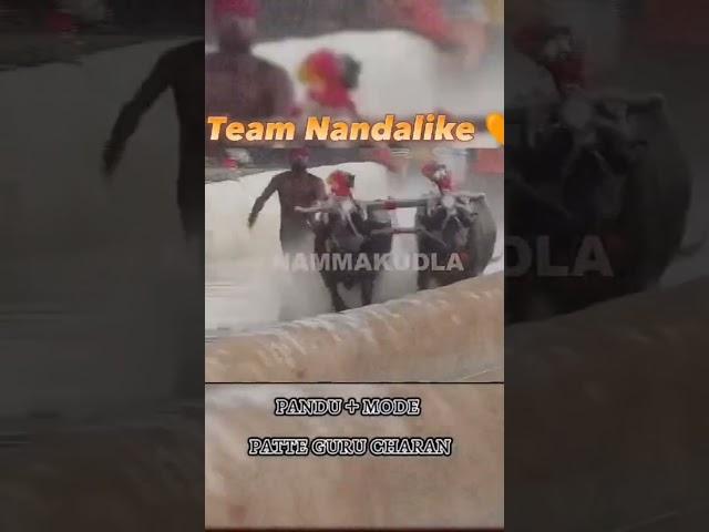 TEAM NANDALIKEPANDOO+MODE#BUFFALO RACE#VIRAL SHORTS#KAMBALA